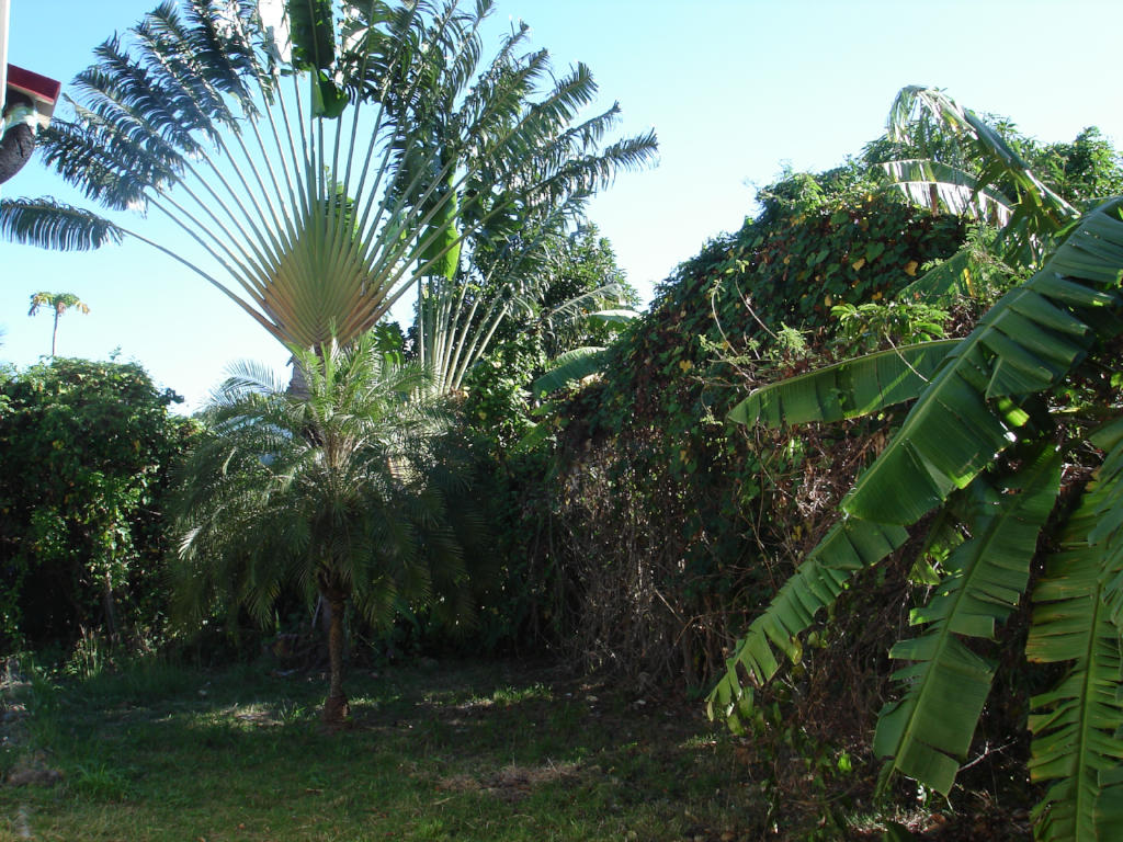 Le Bananier et un palmier