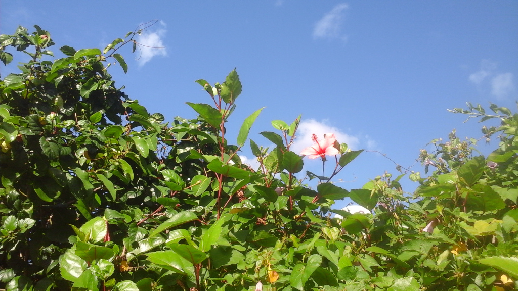 Le magnigique Hibiscus