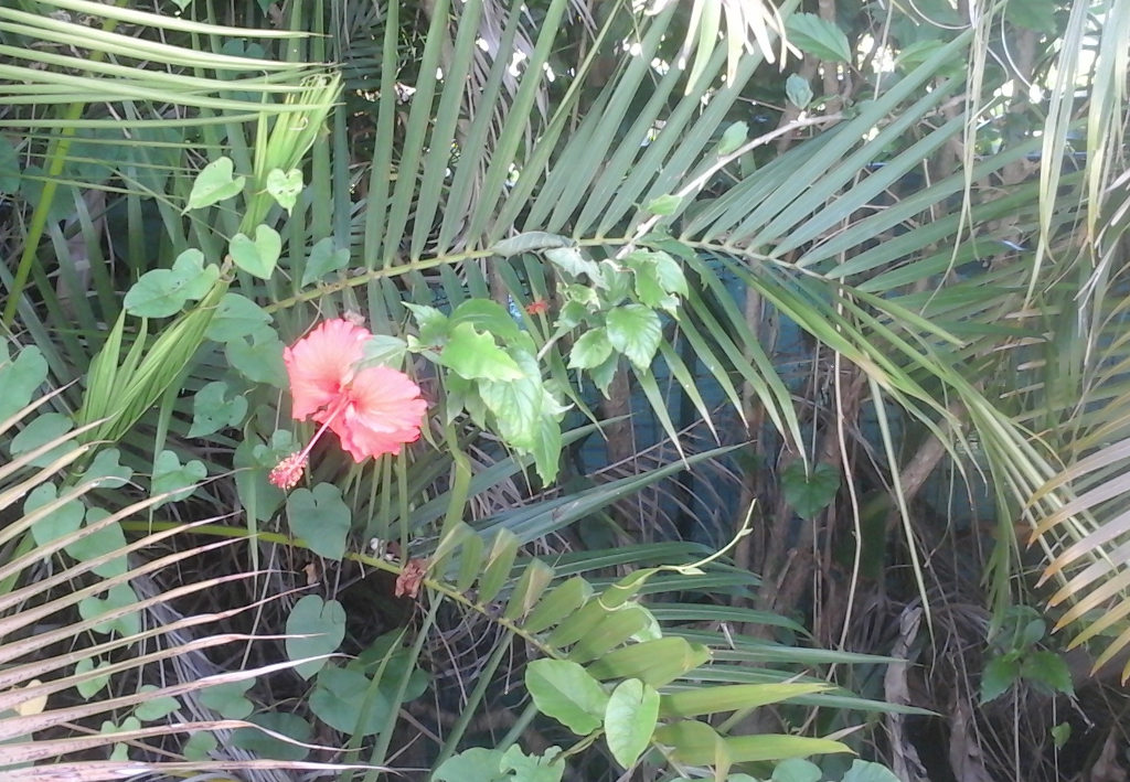 Le magnigique Hibiscus