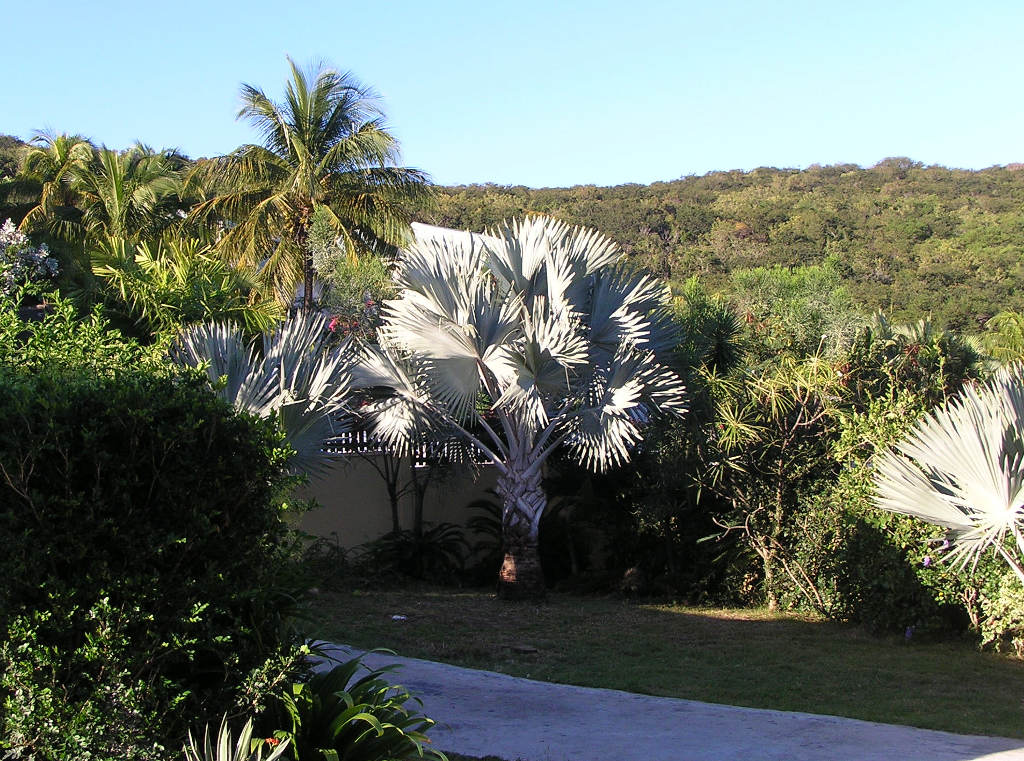 Le palmier Bismarck de la villa